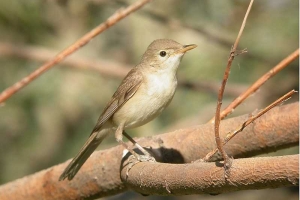 Zarcero bereber, Iduna opaca, Western Olivaceous. Warbler.